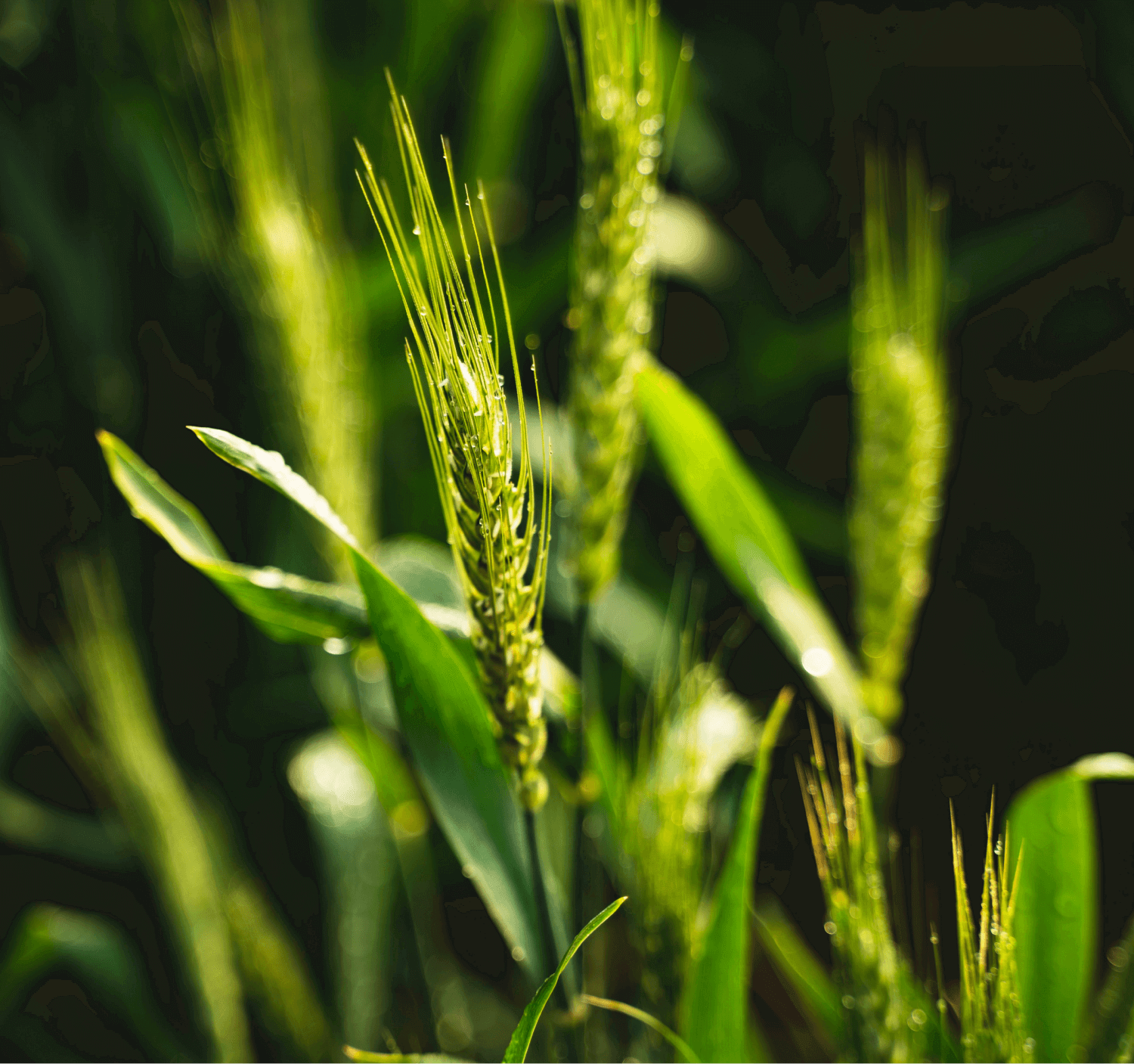 agricultural law firm cork